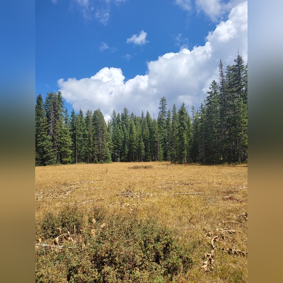 I'M LIVE! - Picture 4 of 9